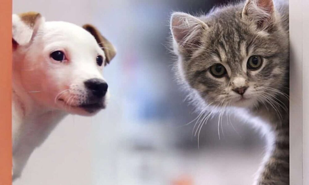 nueva ley de animales